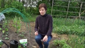 Чем полить огурцы, чтобы не горчили (советы от фермера)
