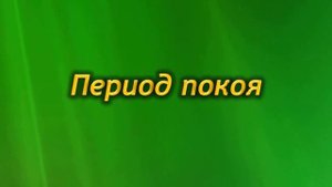 Араукария – обрезка, цветение, период покоя!