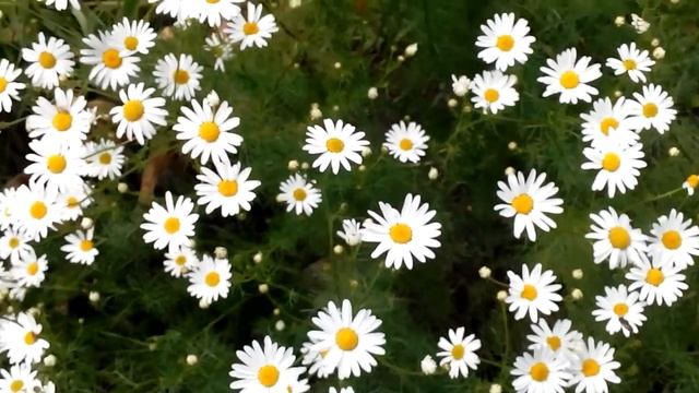 Ромашка белая - красивые цветы для клумб смотреть онлайн