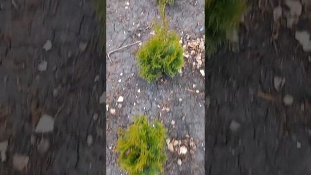 Как быстро растут туи из черенков... смотреть онлайн