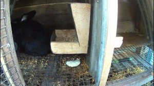 Кормление кроликов//Мой личный опыт//Быстрый рост кроликов//основные правила рациона/Жизнь в деревн