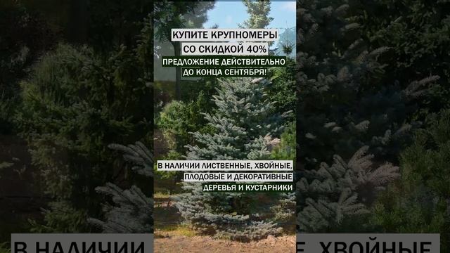 Купите крупномерные деревья и кустарники со скидкой до 40%