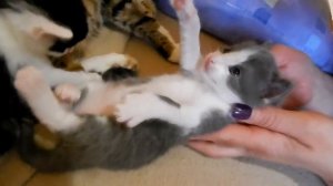 Котятам 3 недели | Мать Беркута с маленькими котятами  Забавные котята - умилительное видео