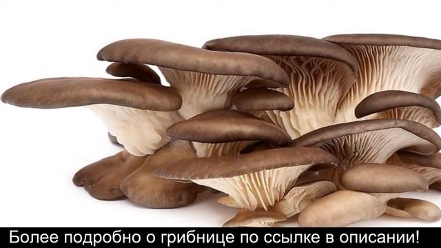 Домашняя грибница смотреть онлайн