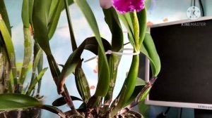 Cattleya quadricolor semi alba