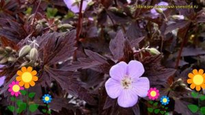 Герань пятнистая Еспрессо. Краткий обзор, описание характеристик geranium maculatum Espresso