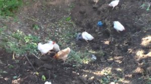 Колесников Никита.  Не сразу привыкает к новому статусу своему – быть хозяином дома.   23. 08. 2016