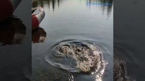 Дикая природа Севера