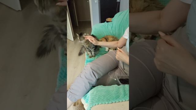 СИМА- СЕМЕЧНАЯ ДУША/ СМЕШНЫЕ КОШКИ смотреть онлайн