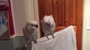 Попугаи поют под гитару