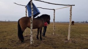 Как научить лошадь не бояться?