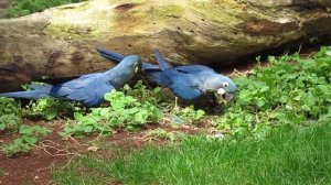 Blue Macaw in Loro Parque Tenerife Синие Ара, попугаи Лоро парк