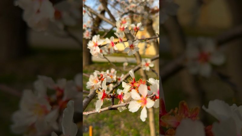 В Геленджике настоящая весна