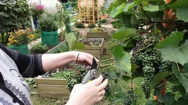 Уход за виноградом в августе. Чиканка.  Сорт "Изабелла". Подмосковье.