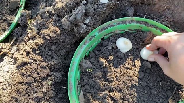 Посадка тюльпанов 1 октября 2021 смотреть онлайн