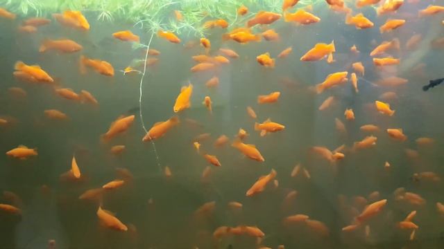 Сажаем Тернеций на нерест и немного о Рубинах Кинг Конг! смотреть онлайн