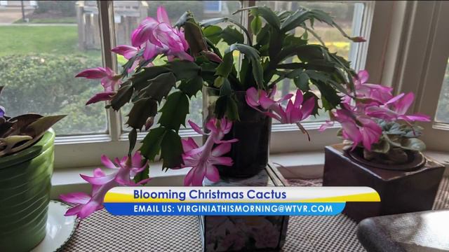 Everywhere You Are: blooming Christmas cactus смотреть онлайн