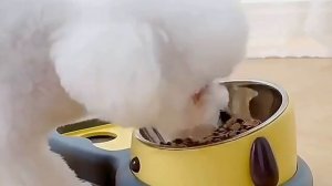 Миска для собаки