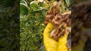 Как спасти заболевший пион ? Расскажет Светлана Донская, "Садовая Палитра "