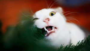 "Новогодний кот".