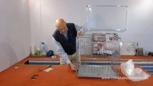 Клетка для собаки. Полезные советы