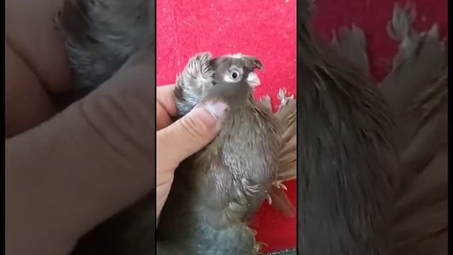 Нават с греблей на продажу! Жук. Желтый. Белый. Красный. Двухчубые голуби. Tauben. Pigeons смотреть онлайн