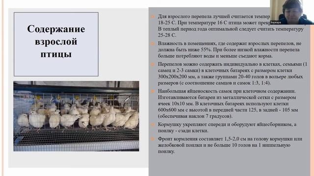 Школа мікрофермерства. Базові технології вирощування перепелів смотреть онлайн