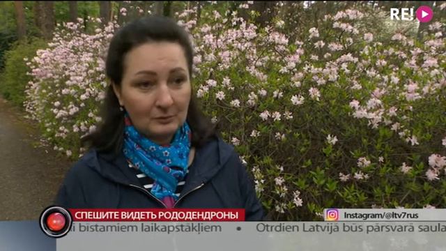 Спешите видеть рододендроны смотреть онлайн