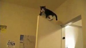 Коты ниндзя и их трюки