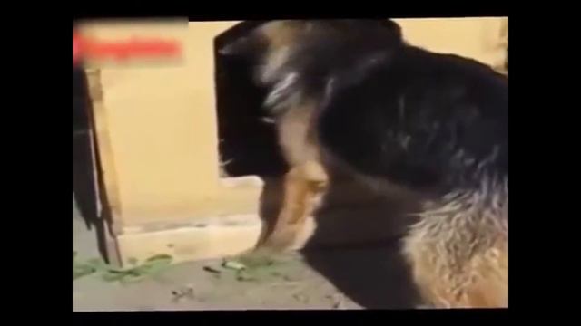 Палка в конуре смотреть онлайн