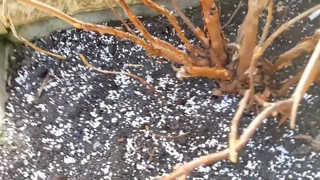 Гортензия дуболистная Бургунди. Весенняя обрезка и размножение. Hydrangea Burgundy. смотреть онлайн