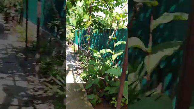 наш двор #цандрипш #абхазия недорогое жильё в 5 минутах от моря