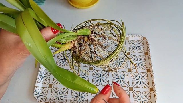 Помогите определить вид орхидеи . смотреть онлайн