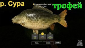 Русская рыбалка 4 / р. Сура / Карп чешуйчатый (трофей)