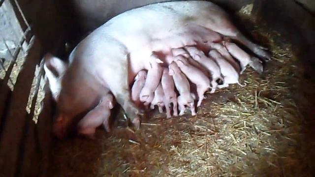кормление поросят белой свиноматки смотреть онлайн