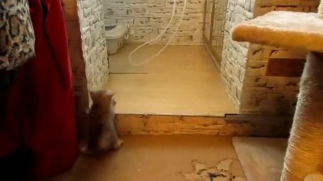 Британские котята "Пуджи Кэт" смотреть онлайн