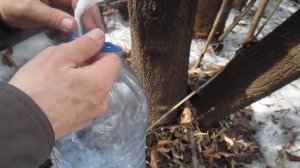 Кленовый сок слаще березового.Как добыть.