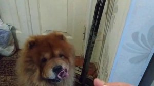 Как ДРЕССИРОВАТЬ Чау-Чау.