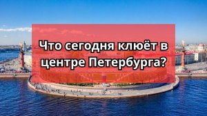 #69 #спиннинг Что сегодня клевало в центре Петербурга?