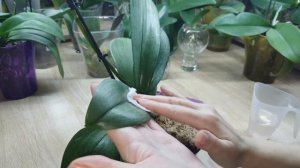 Применение Эпина при отеках у орхидеи фаленопсис