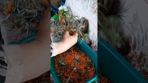 Как легко ободрать веточки облепихи.
