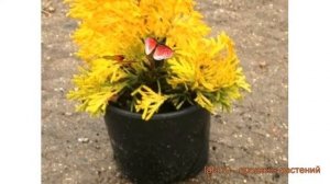 Туя западная Янтарь (thuja occidentalis jantar) ? туя Янтарь обзор: как сажать саженцы туи Янтарь