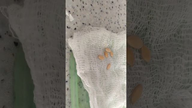 как проростить арбуз и дыню в домашних условиях на подоконнике смотреть онлайн