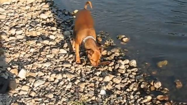 Цвергпинчер Адвалорем Эвива Матис плавает смотреть онлайн