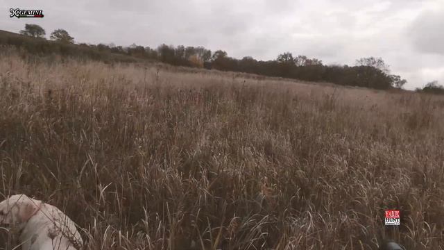 ?ХОДОВАЯ ОХОТА С СОБАКАМИ ✅ФАЗАН И УТКА✅ПАТРОН САМОКРУТ ДРОБЬ САМОЛЕЙКА №7 смотреть онлайн