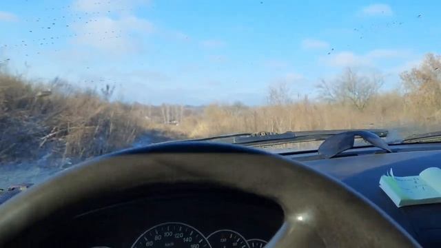 Обзор Озимой пшеницы Гром .Что с ней ?Замерзла!