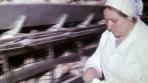 1987 год. Голышманово. Птицефабрика