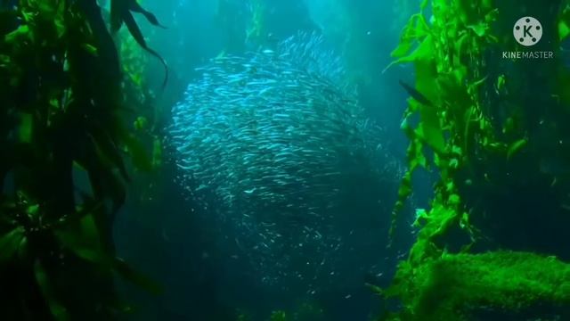 Медитация на прекрасный жизнь и для сна ?/Meditation смотреть онлайн