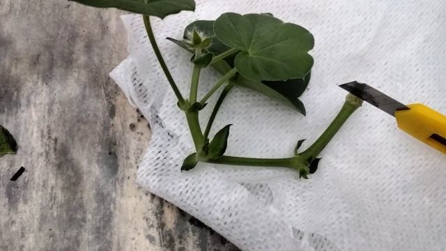 #254.Плющелистная пеларгония-обрезка,черенкование. смотреть онлайн