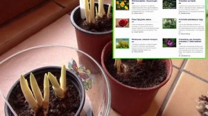 Крокусы.  Крокусы к 8 марта!  Выгонка крокусов.